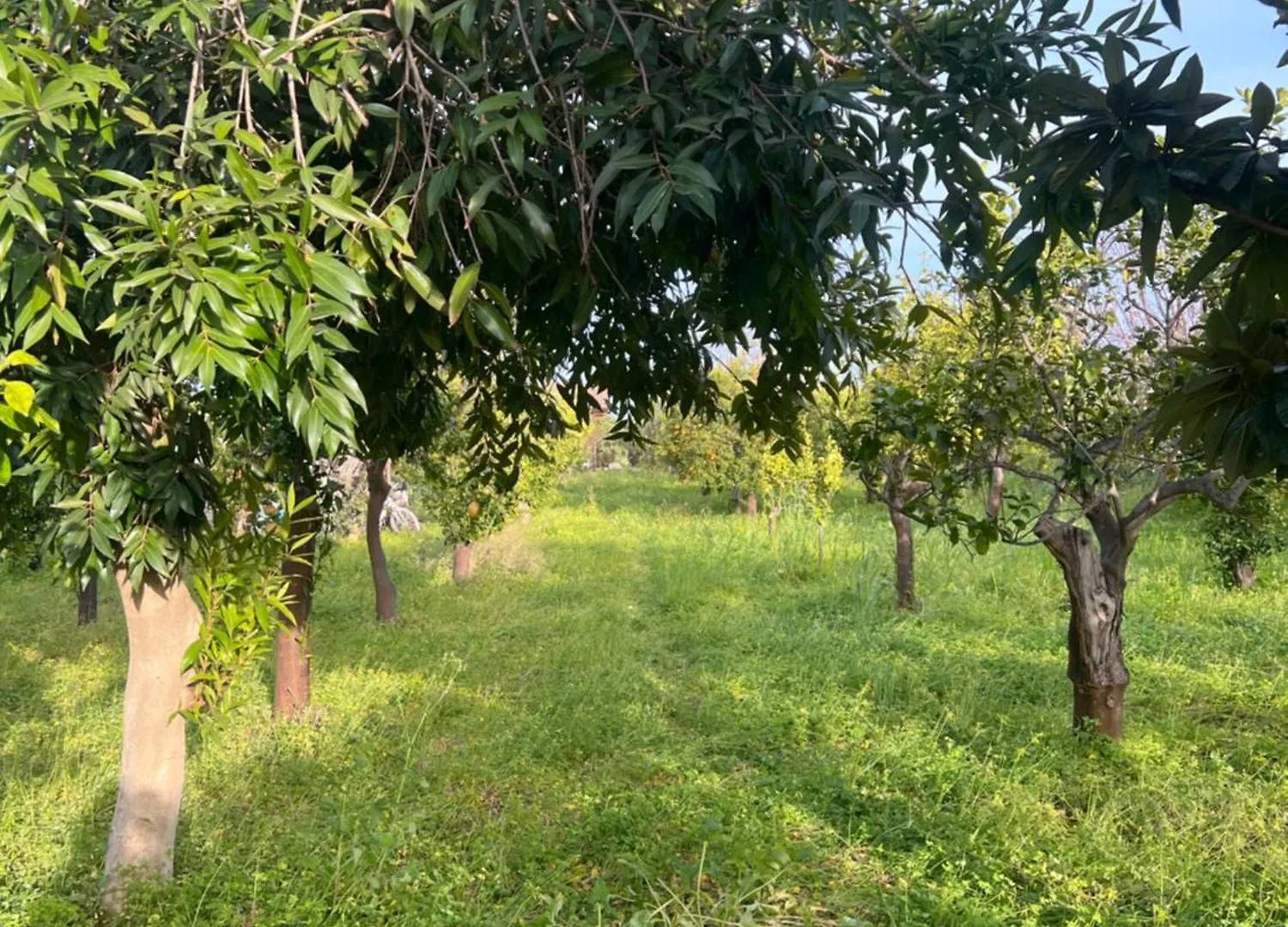 Villa Bellalimone à Calatabiano 0*,