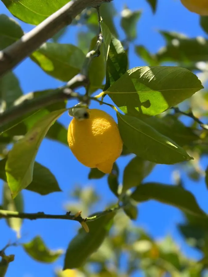Vila Bellalimone Calatabiano Horská chata
